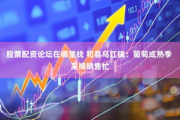股票配资论坛在哪里找 和县乌江镇：葡萄成熟季 采摘销售忙